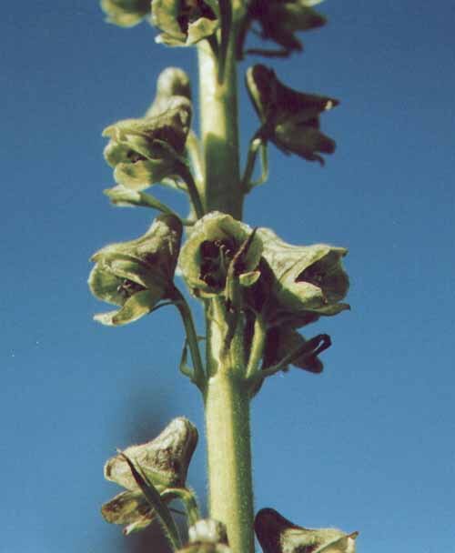 Aconitum sajanense: Часть соцветия ( Aconitum sajanense ). Западный Саян, парк "Ергаки".