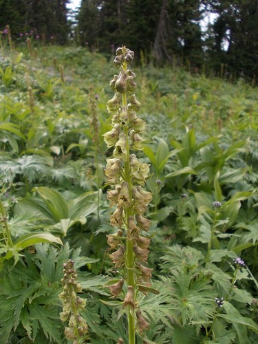 Aconitum sajanense (Aconitum sajanense)
