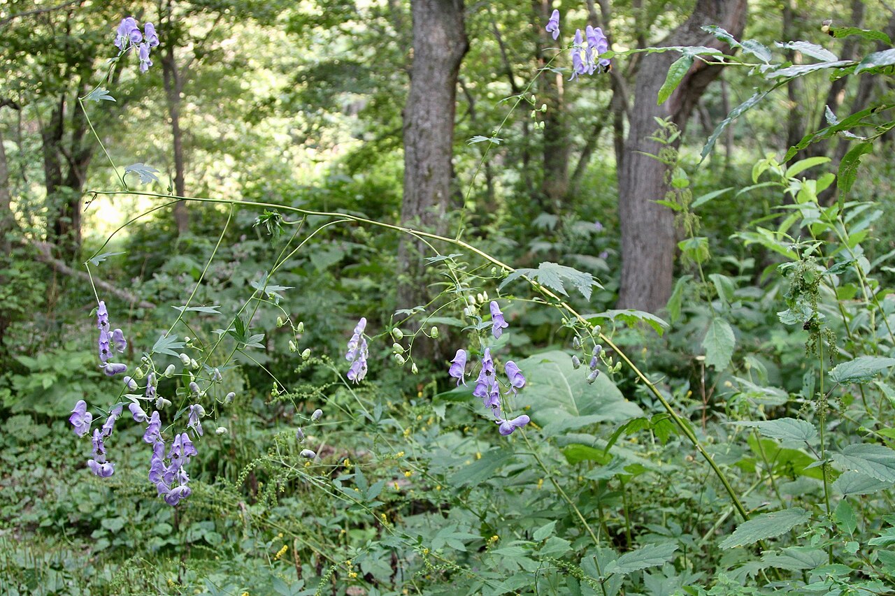 Aconitum sczukinii: Russia, Sakhalin Island, IVO Yuzhno-Sakhalinsk