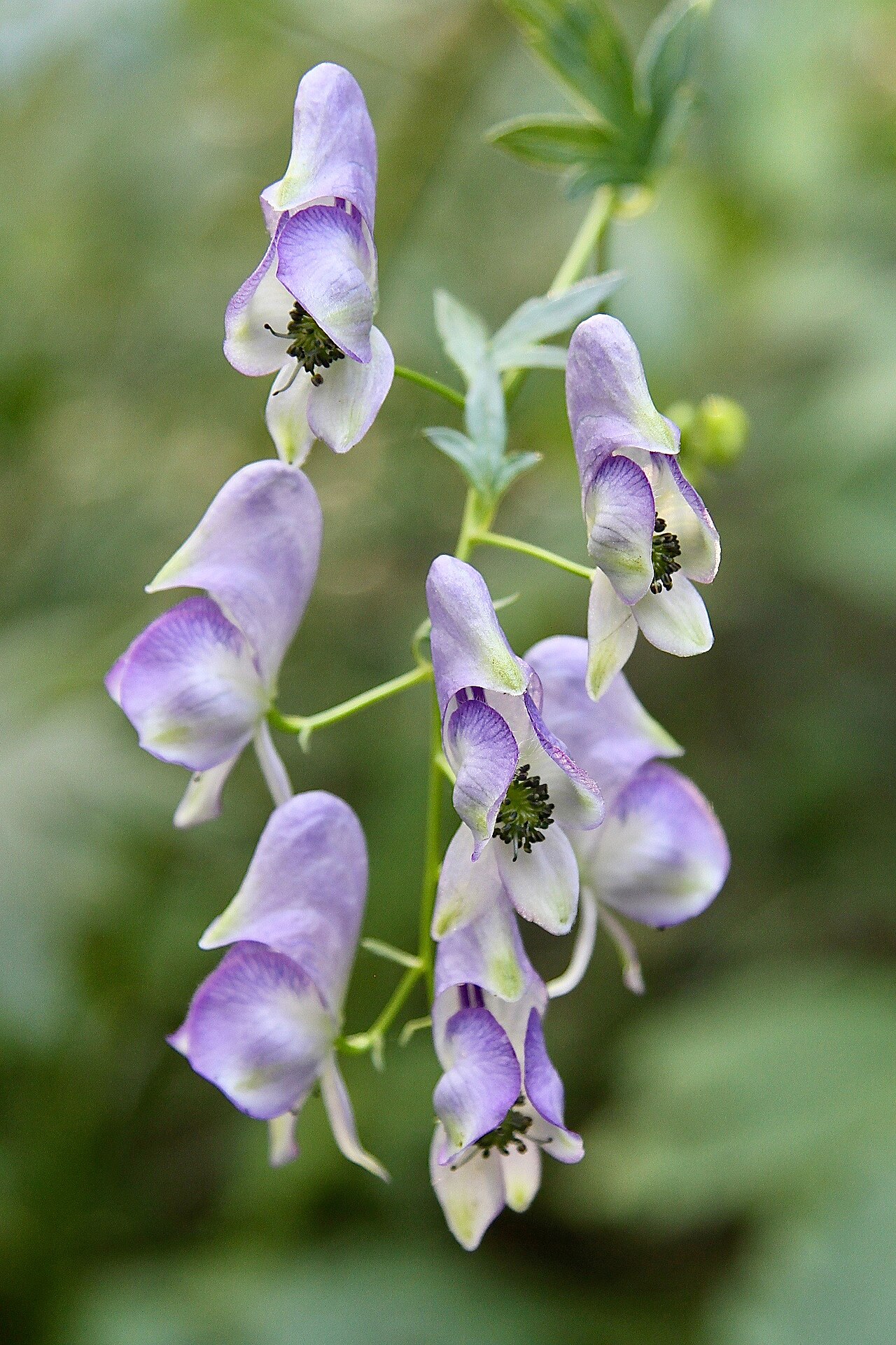 Aconitum sczukinii: Russia, Sakhalin Island, IVO Yuzhno-Sakhalinsk