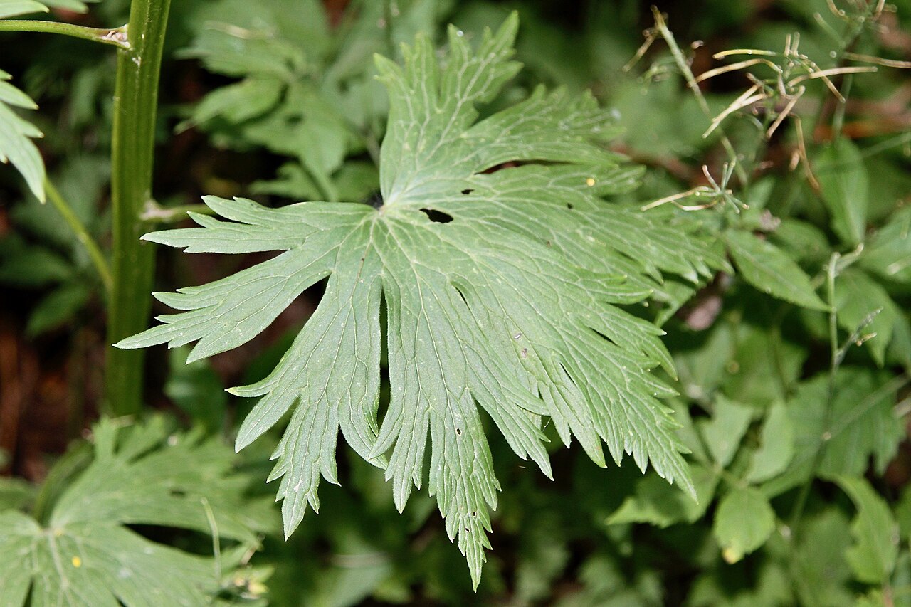 Aconitum sczukinii: Russia, Sakhalin Island, IVO Yuzhno-Sakhalinsk