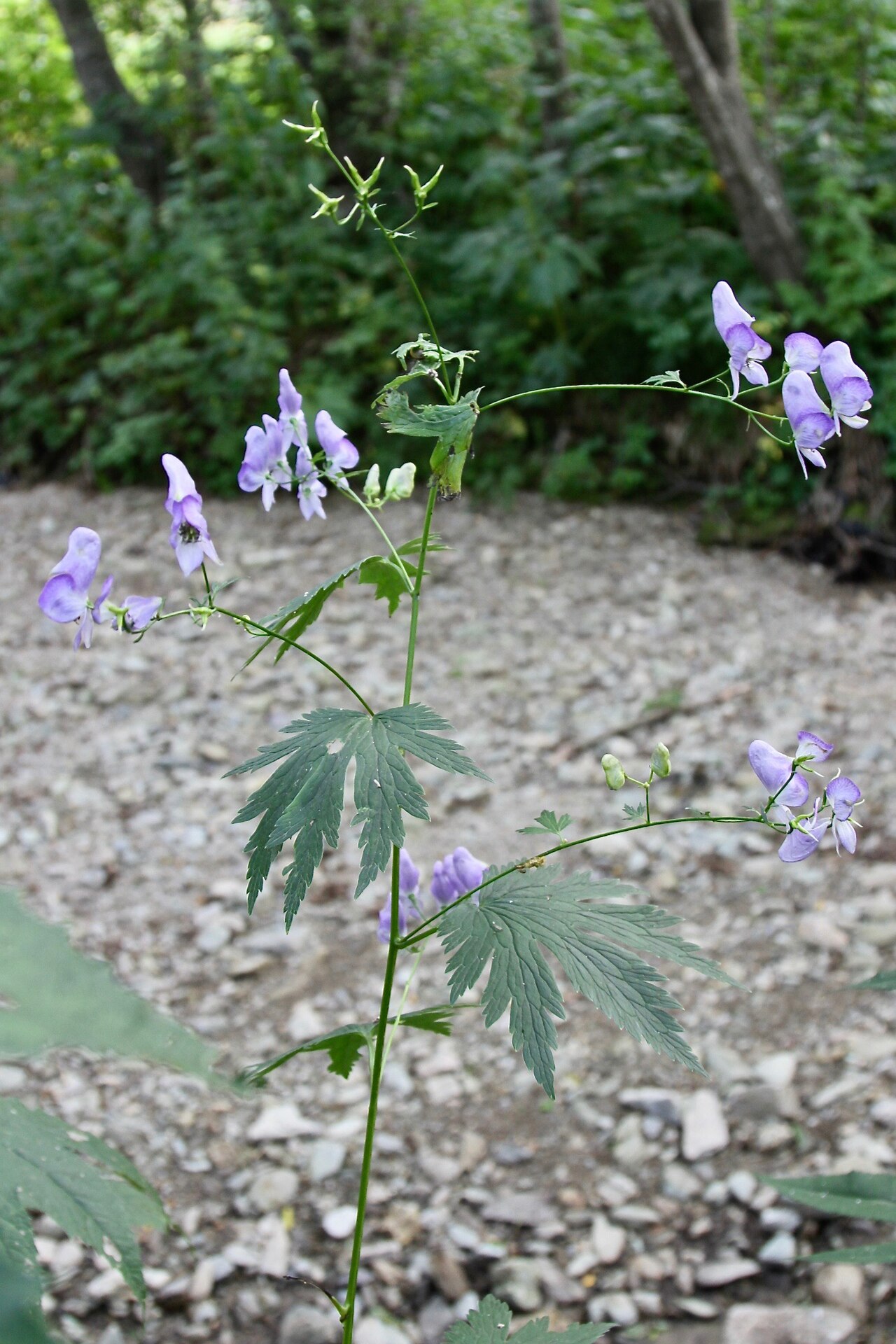 Aconitum sczukinii: Russia, Sakhalin Island, IVO Yuzhno-Sakhalinsk