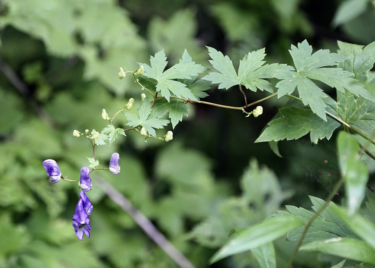 Aconitum sczukinii: Aconitum sczukinii (Ranunculaceae). Bolshekhekhtsirsky Nature Reserve, about 20 km south of the city of Khabarovsk, Khabarovsk Krai, the Russian Far East, Russi