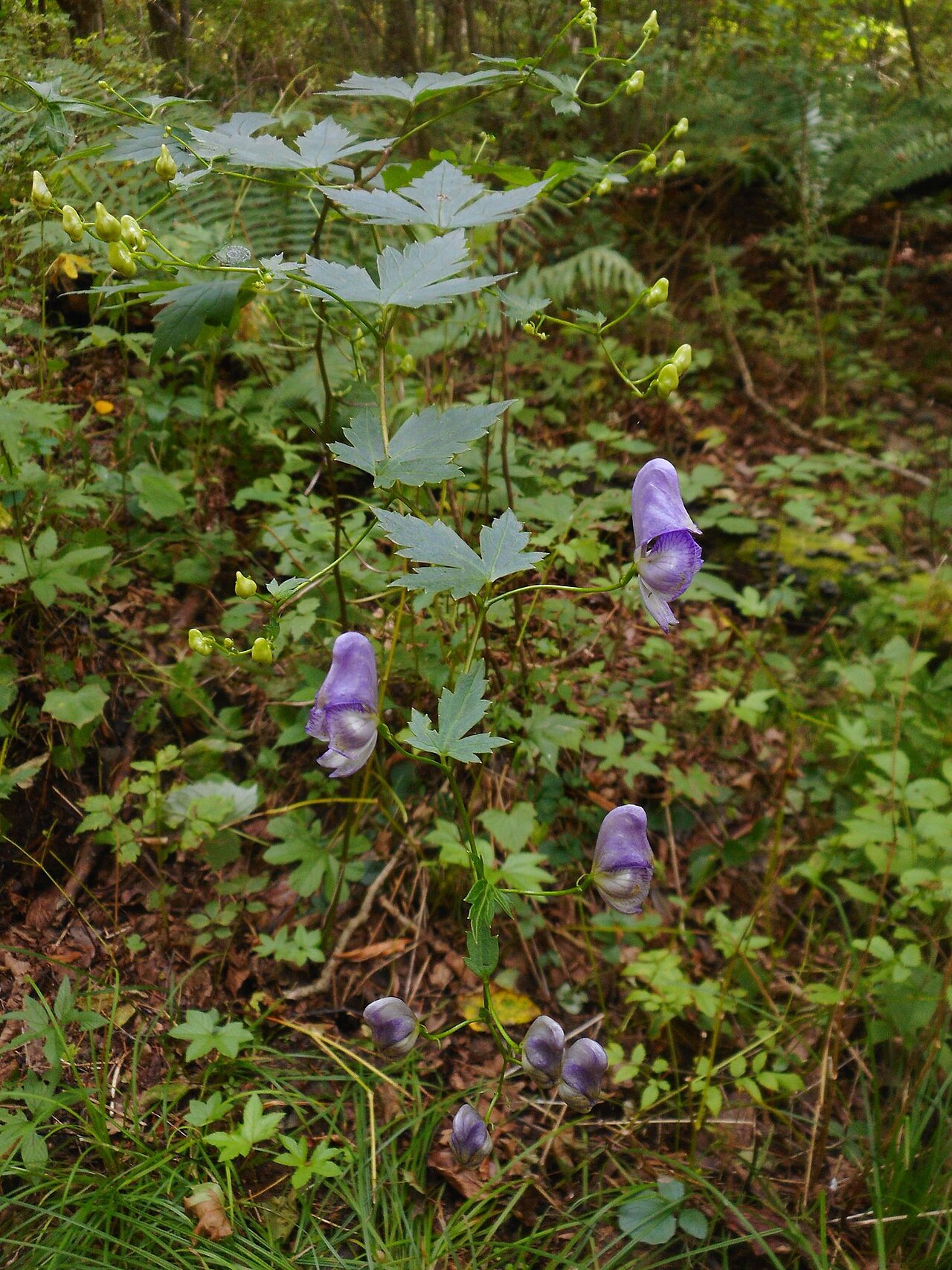 Aconitum sczukinii: Aconitum sczukinii