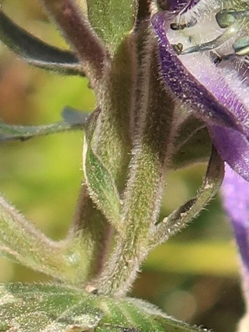 Aconitum senanense: Aconitum senanense , Mount Nikko-Shirane, Tochigi pref., Japan