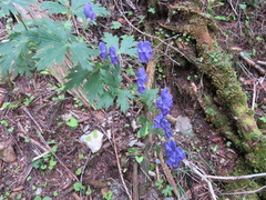 Aconitum senanense (Aconitum senanense)