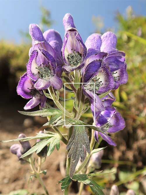 Aconitum senanense: Aconitum senanense , Mount Nikko-Shirane, Tochigi pref., Japan