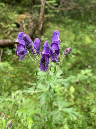 Aconitum senanense (Aconitum senanense)