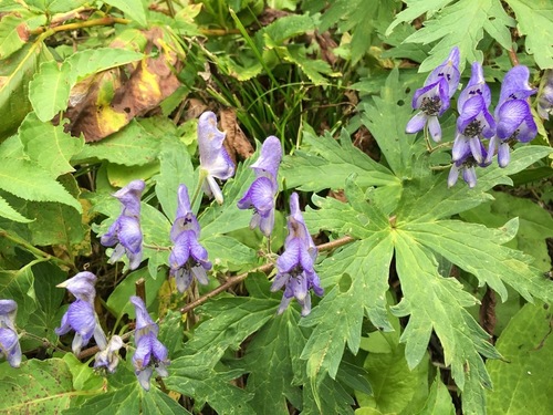 Aconitum senanense (Aconitum senanense)