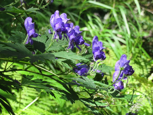 Aconitum senanense (Aconitum senanense)