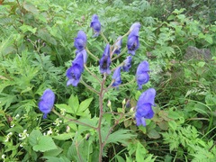 Aconitum senanense (Aconitum senanense)