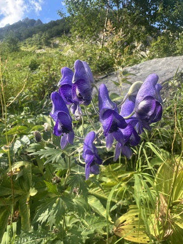 Aconitum senanense (Aconitum senanense)