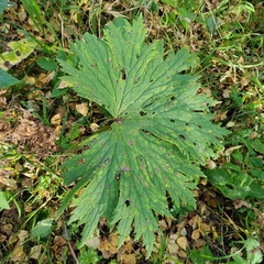 Aconitum septentrionale (Aconitum septentrionale)