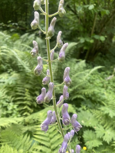 Aconitum septentrionale (Aconitum septentrionale)