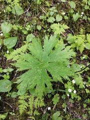 Aconitum septentrionale (Aconitum septentrionale)