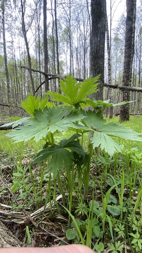 Aconitum septentrionale (Aconitum septentrionale)