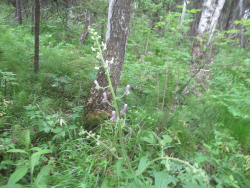 Aconitum septentrionale (Aconitum septentrionale)