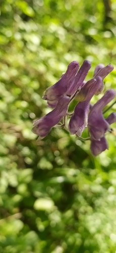 Aconitum septentrionale (Aconitum septentrionale)