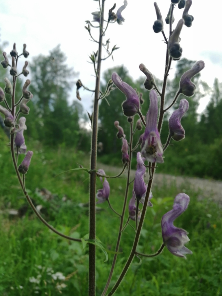 Aconitum septentrionale (Aconitum septentrionale)