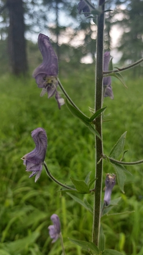 Aconitum septentrionale (Aconitum septentrionale)