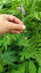 Aconitum septentrionale (Aconitum septentrionale)