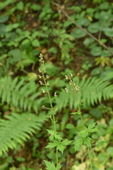 Aconitum septentrionale (Aconitum septentrionale)