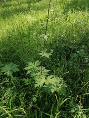 Aconitum septentrionale (Aconitum septentrionale)