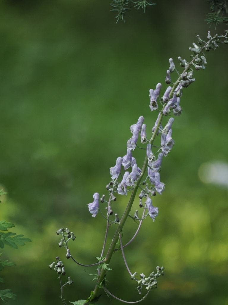 Aconitum sinomontanum (Aconitum sinomontanum)