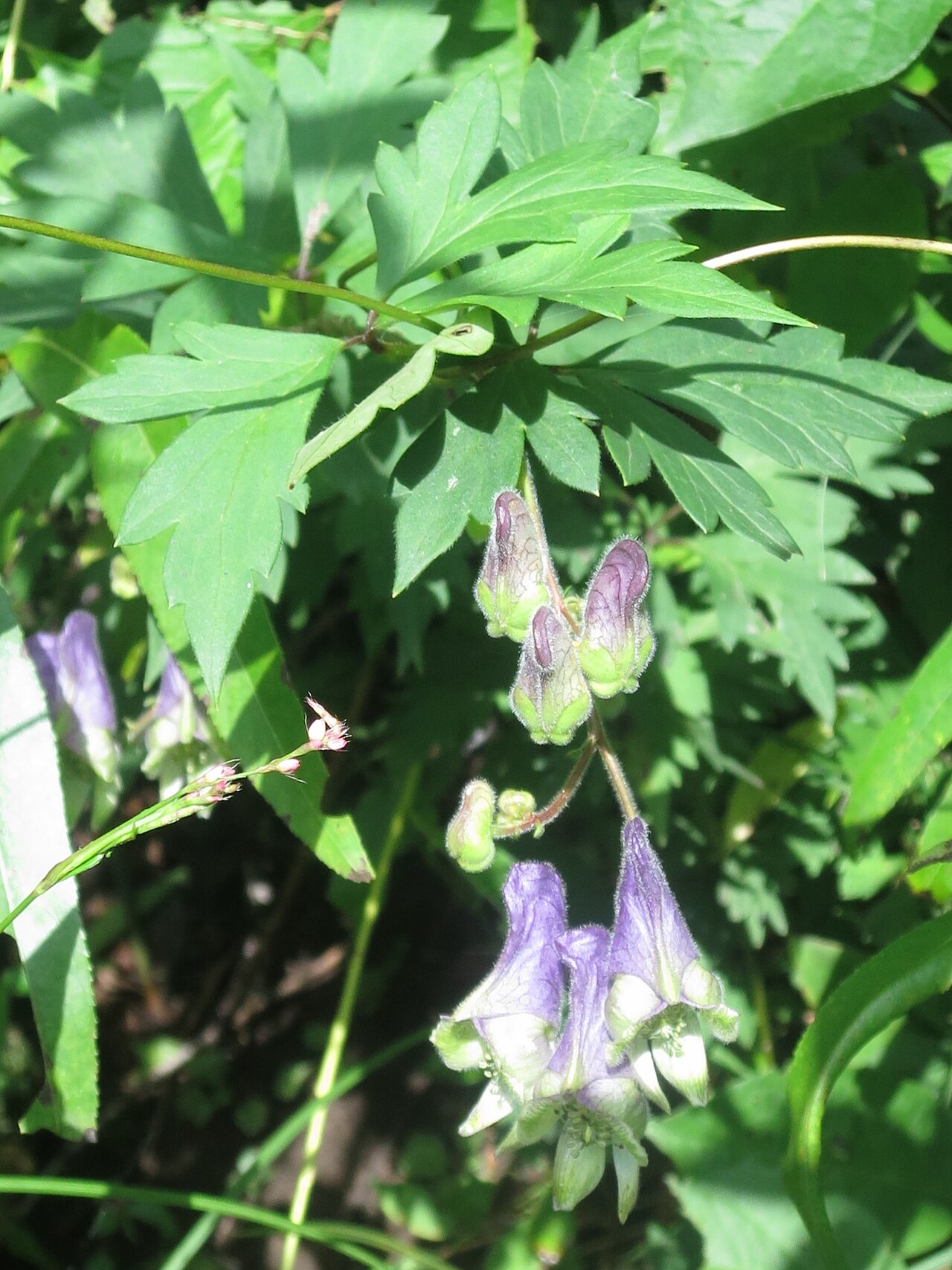 Aconitum stoloniferum: Aconitum stoloniferum