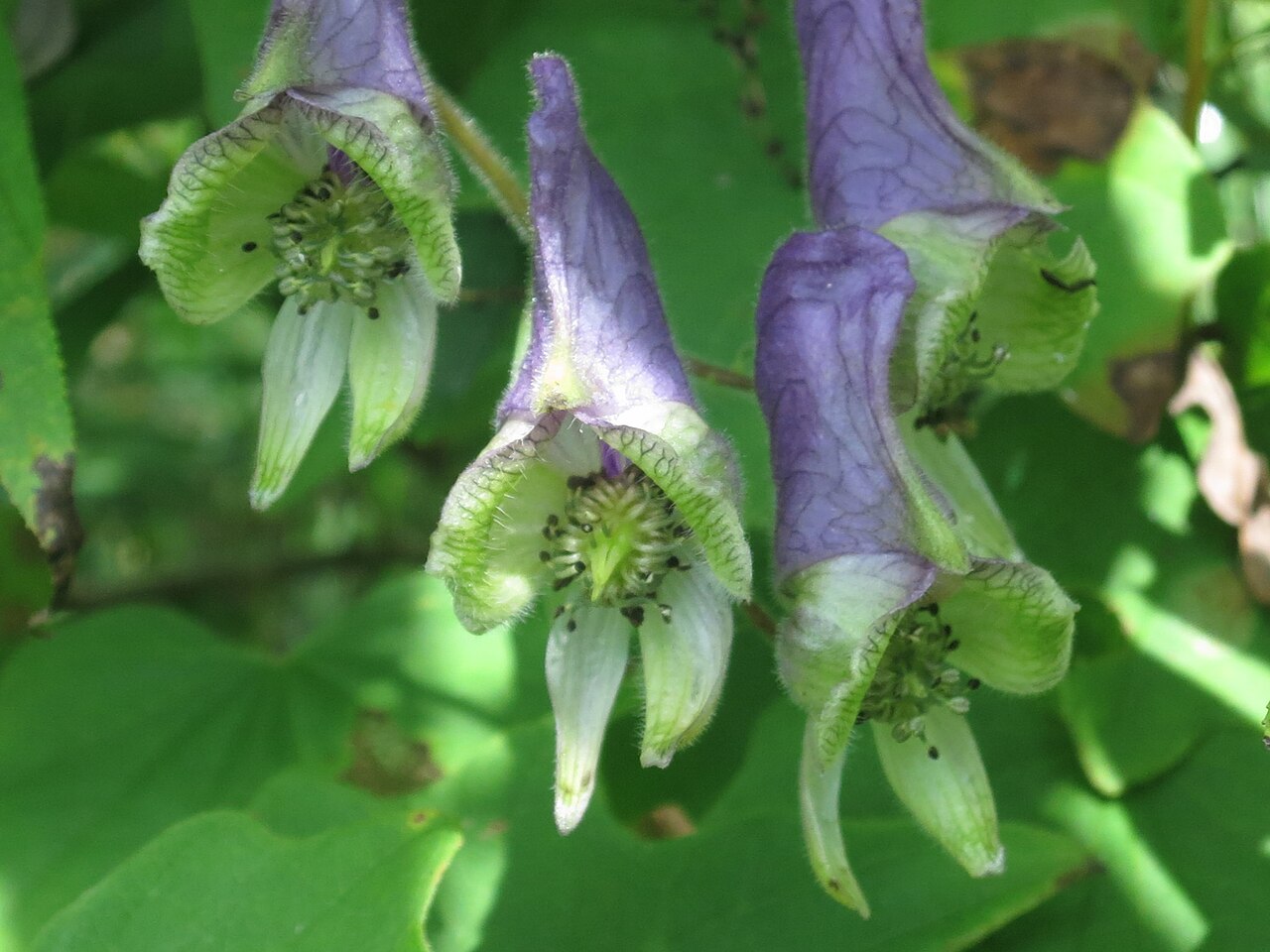 Aconitum stoloniferum: Aconitum stoloniferum in Russia