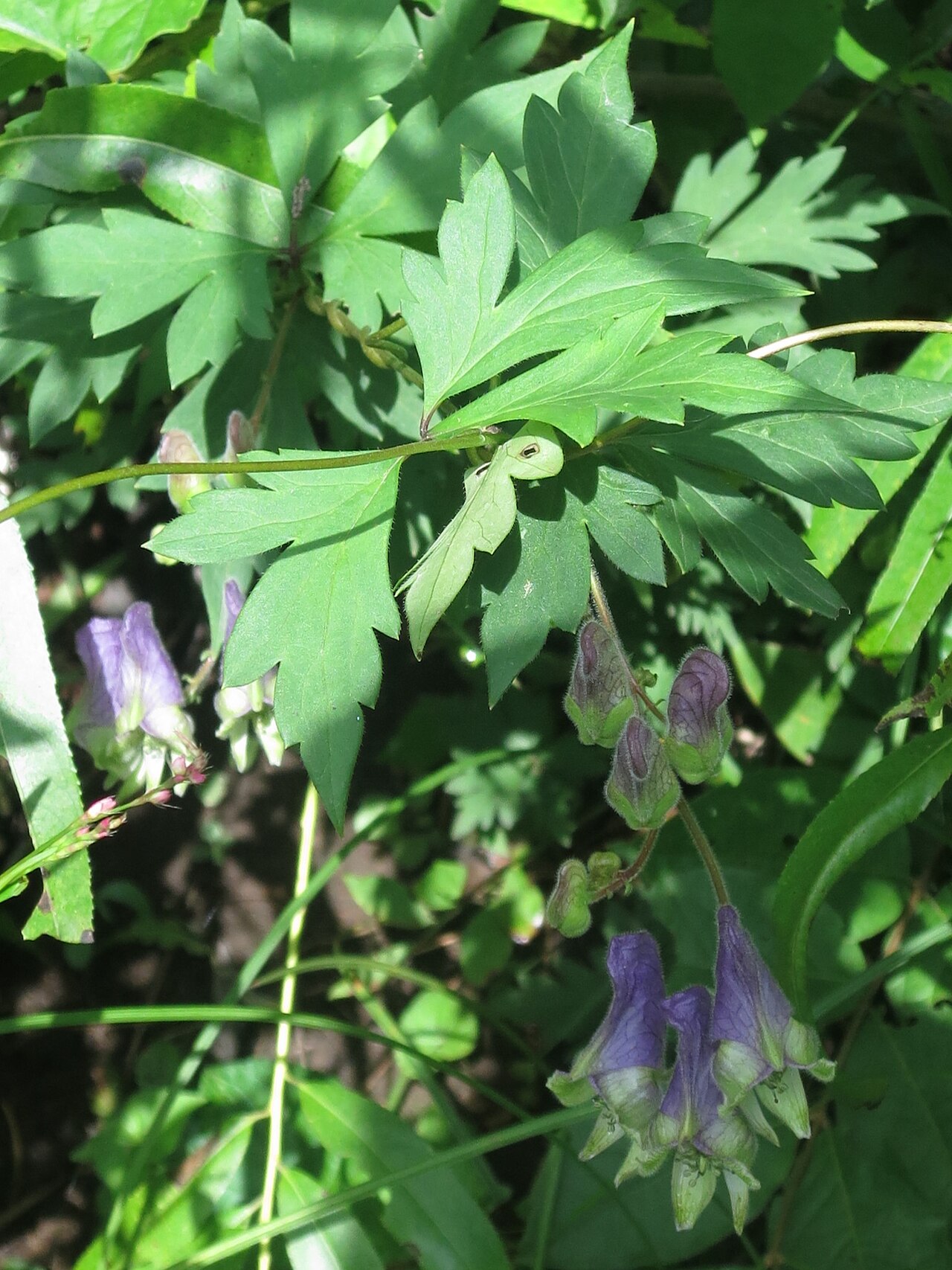Aconitum stoloniferum: Aconitum stoloniferum in Russia