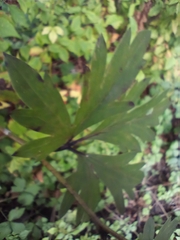 Aconitum taigicola (Aconitum taigicola)
