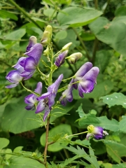 Aconitum taigicola (Aconitum taigicola)