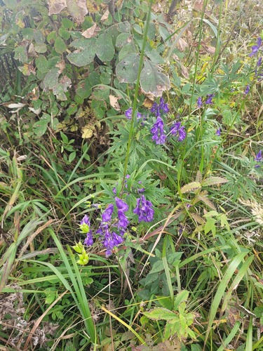 Aconitum taigicola (Aconitum taigicola)