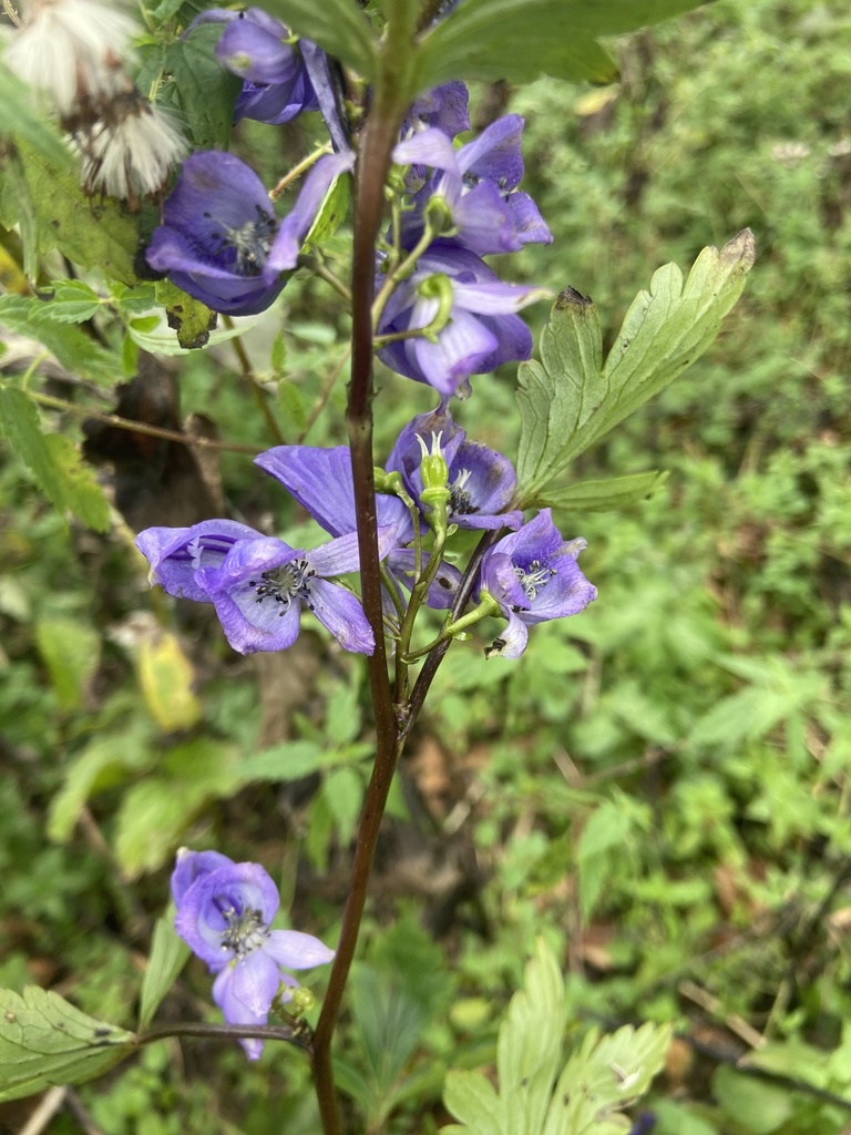 Aconitum taigicola (Aconitum taigicola)