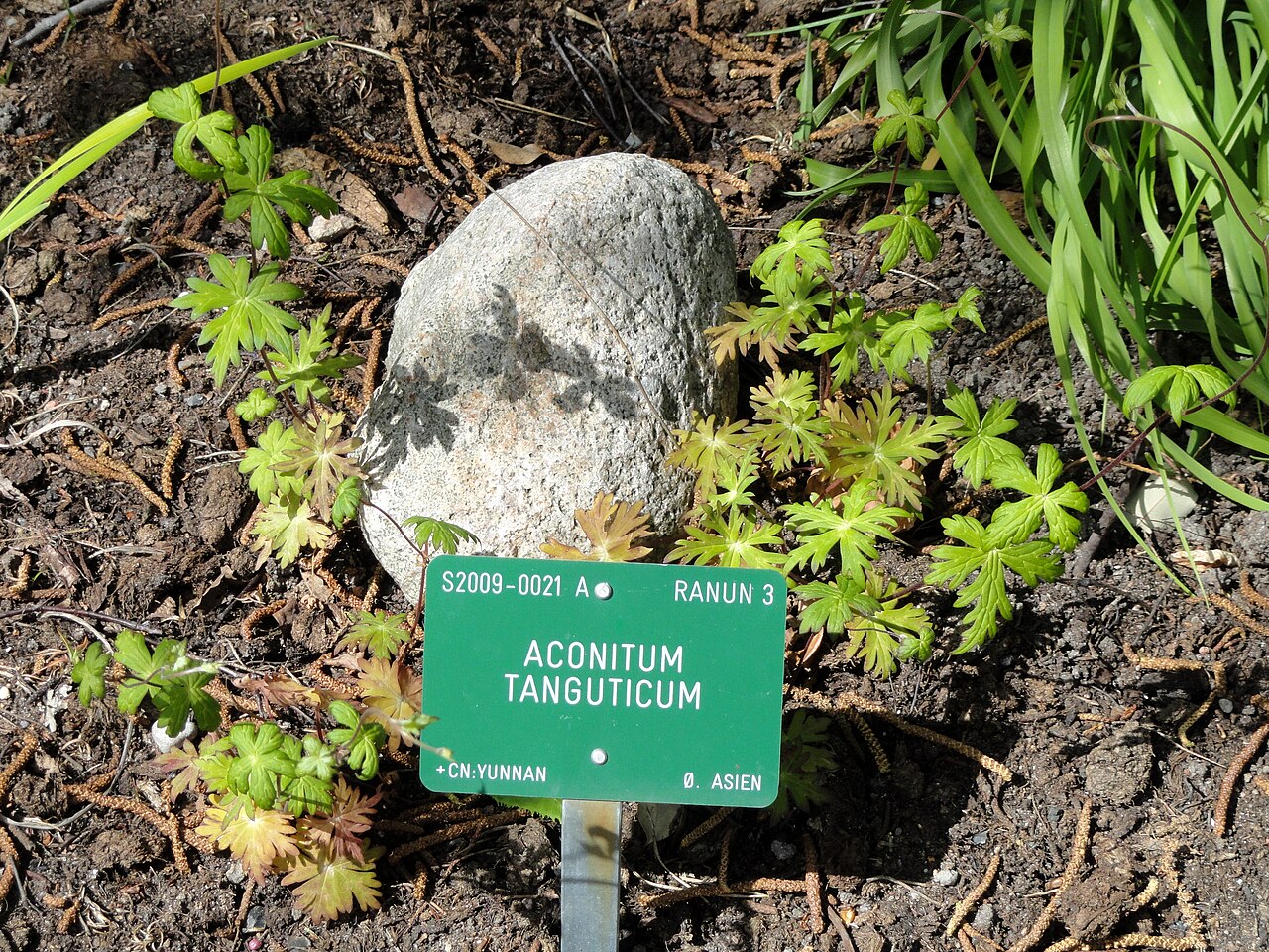 Aconitum tanguticum: Botanical specimen in the University of Copenhagen Botanical Garden, Copenhagen, Denmark.