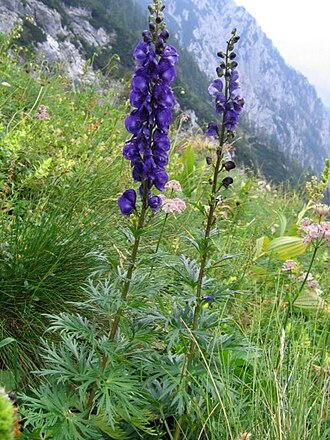 Aconitum tauricum: Turiška preobjeda pod Gamsovim skretom.
