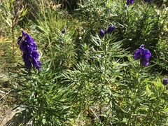 Aconitum tauricum (Aconitum tauricum)