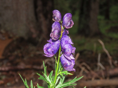 Aconitum tauricum (Aconitum tauricum)
