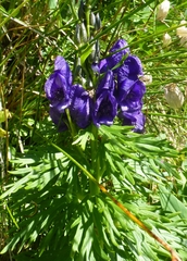 Aconitum tauricum (Aconitum tauricum)