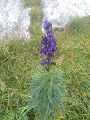Aconitum tauricum (Aconitum tauricum)