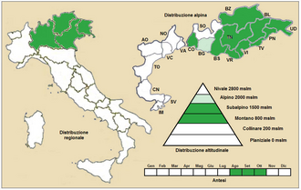Aconitum tauricum: Aconitum tauricum - Distribuzione