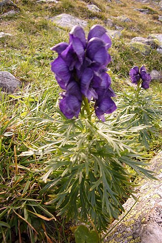 Aconitum tauricum: Aconitum tauricum cf.