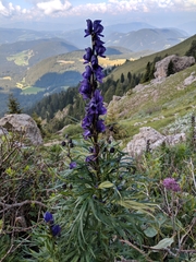 Aconitum tauricum (Aconitum tauricum)