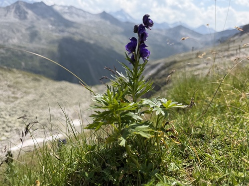 Aconitum tauricum (Aconitum tauricum)