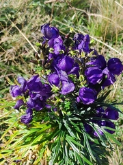 Aconitum tauricum (Aconitum tauricum)