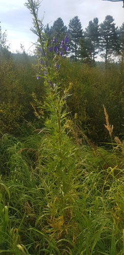 Aconitum turczaninowii (Aconitum turczaninowii)