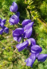 Aconitum turczaninowii (Aconitum turczaninowii)