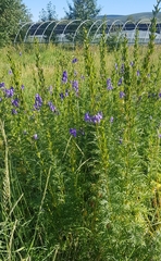 Aconitum turczaninowii (Aconitum turczaninowii)