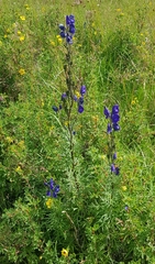 Aconitum turczaninowii (Aconitum turczaninowii)